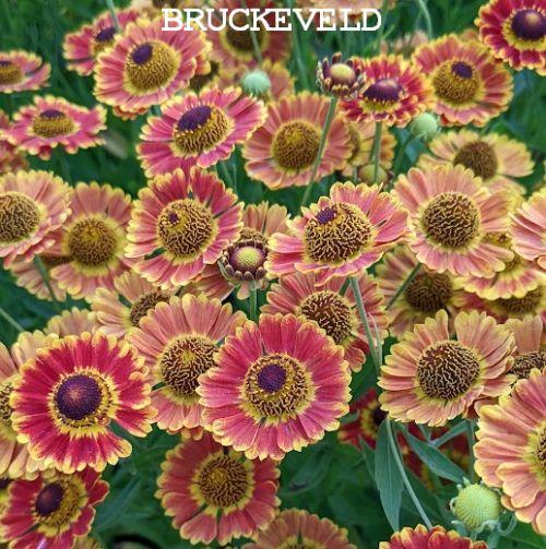 Helenium 'Fuego' PBR