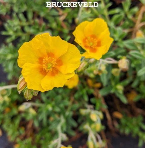 Helianthemum 'Golden Queen'