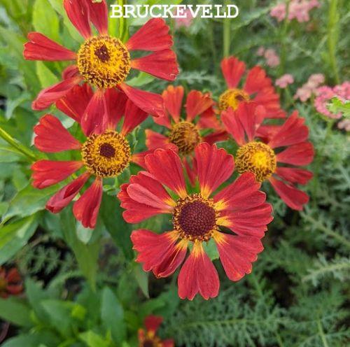 Helenium 'Indianersommer'