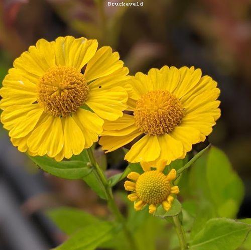 Helenium 'Kanaria'