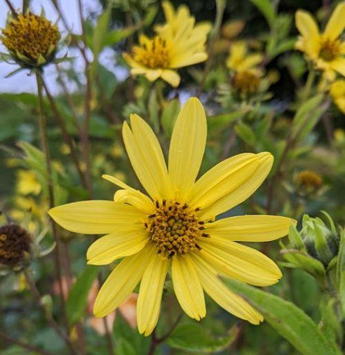 Helianthus 'Lemon Queen'