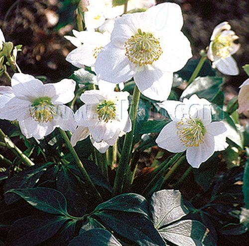 Helleborus niger