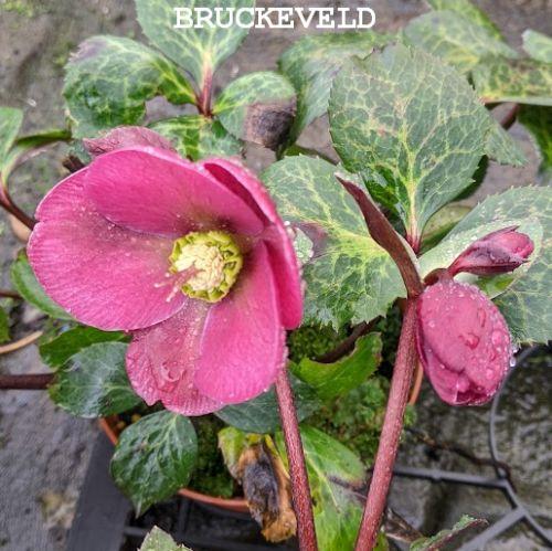 Helleborus nigercors 'Anna Red' PBR