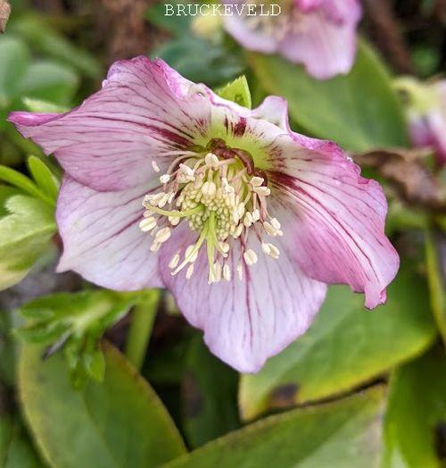 Helleborus ori.  'Picotee'