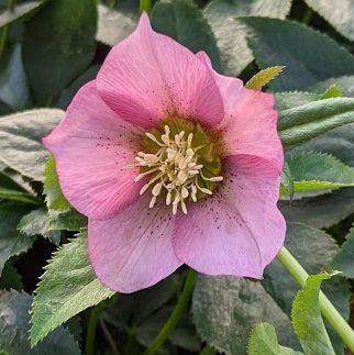 Helleborus ori.  'Pretty Ellen Pink'