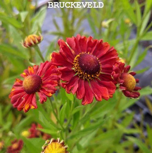 Helenium 'Ruby Charm'