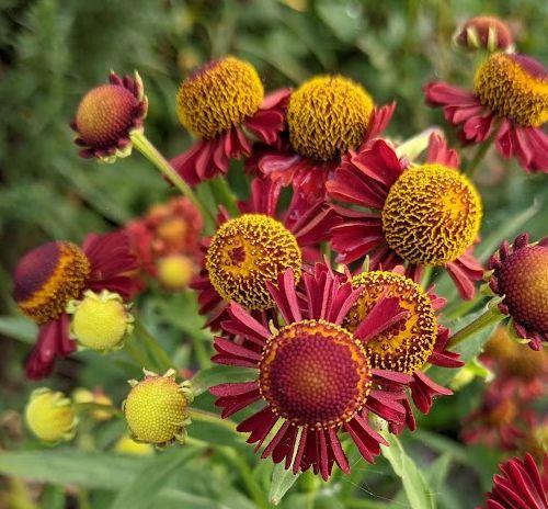 Helenium 'Ruby Tuesday' PBR