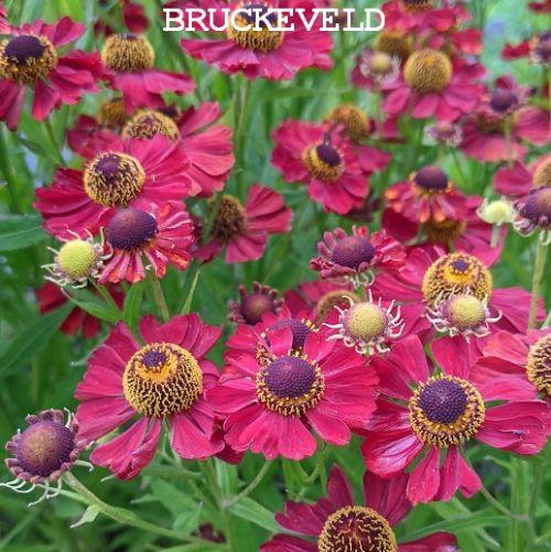 Helenium 'Rubinzwerg'