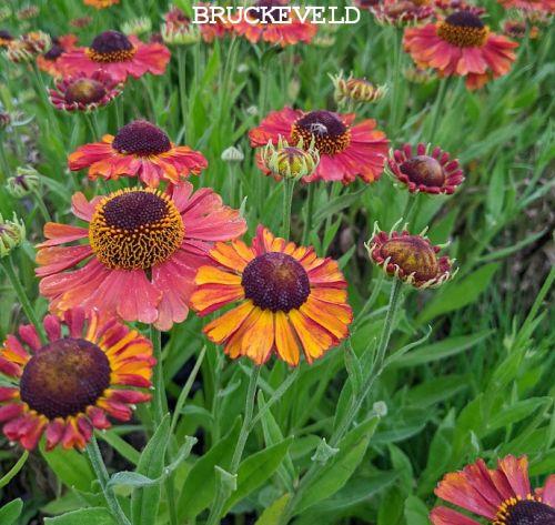 Helenium 'Sahin's Early Flowerer'