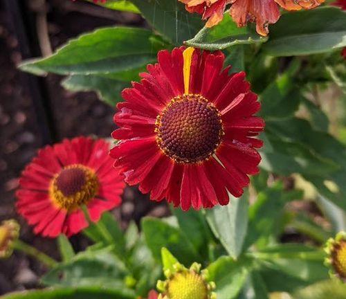 Helenium 'Salsa' PBR