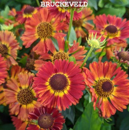 Helenium 'Salsa' PBR