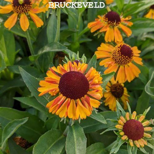 Helenium 'Short and Sassy'  PBR