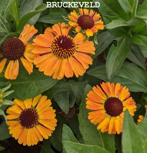 Helenium 'Short and Sassy'  PBR