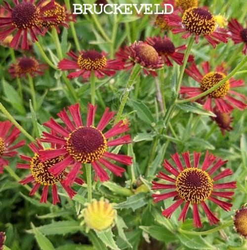 Helenium 'Siesta' PBR
