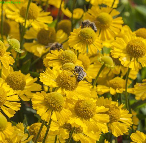 Helenium 'Sombrero'