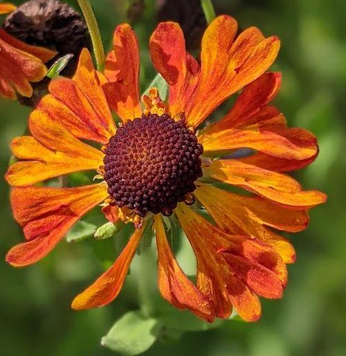 Helenium 'Waltraut'