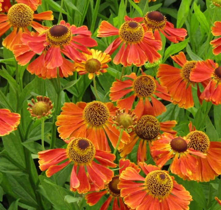 Helenium 'Waltraut'