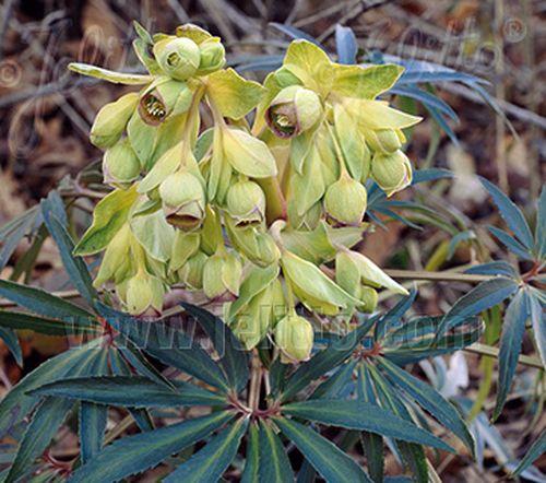 Helleborus foetidus 'Wester Flisk'