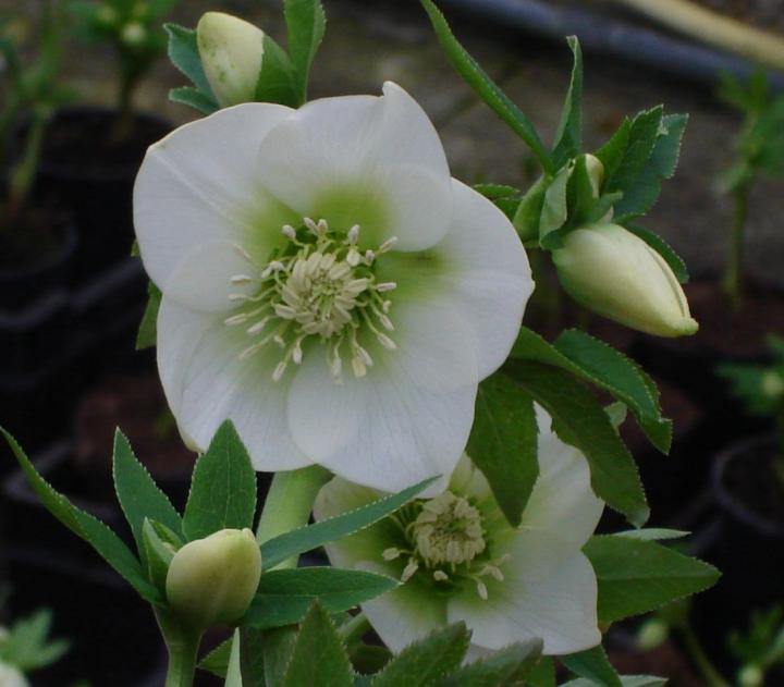 Helleborus ori. 'White'