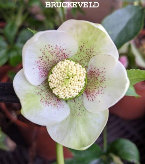 Helleborus ori.  'White Spotted'