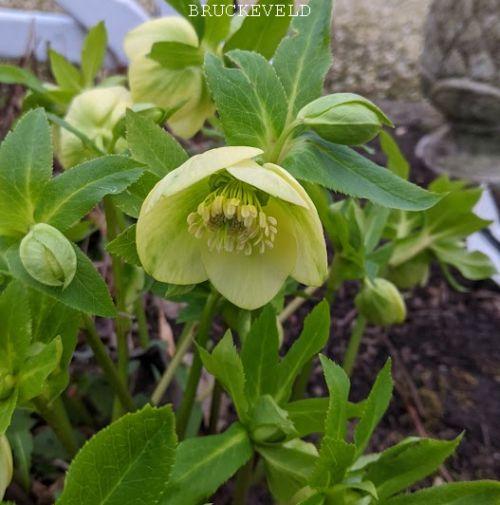 Helleborus ori.  'Yellow Lady'