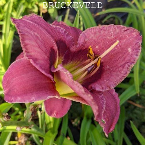 Hemerocallis 'Always Afternoon'