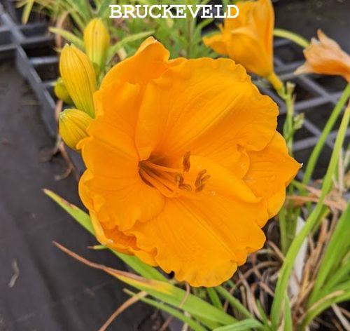 Hemerocallis 'Baley Hay'