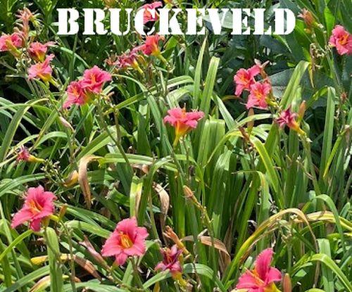 Hemerocallis 'Canadian Goose'