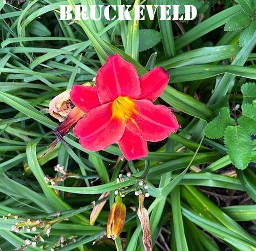 Hemerocallis 'Canadian Goose'