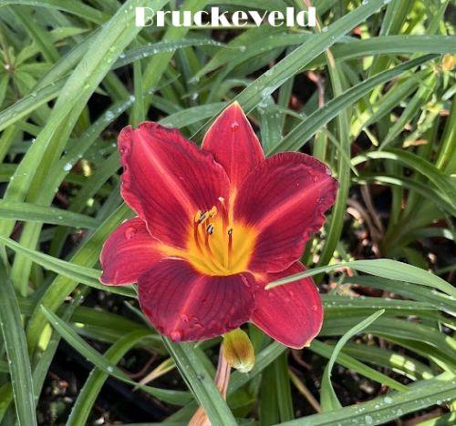 Hemerocallis 'Canadian Goose'