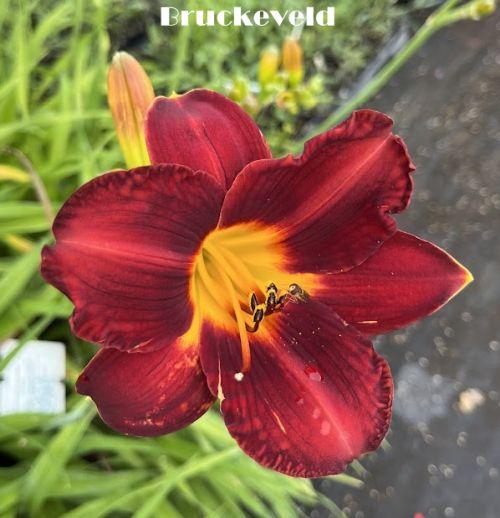 Hemerocallis 'Canadian Goose'