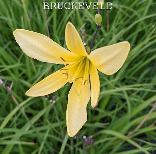 Hemerocallis citrina