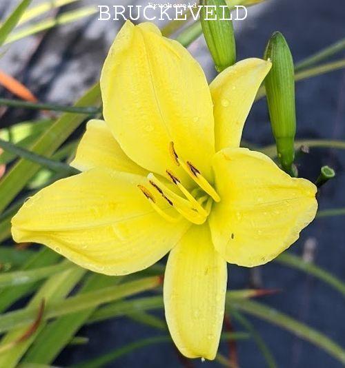 Hemerocallis 'Corky'