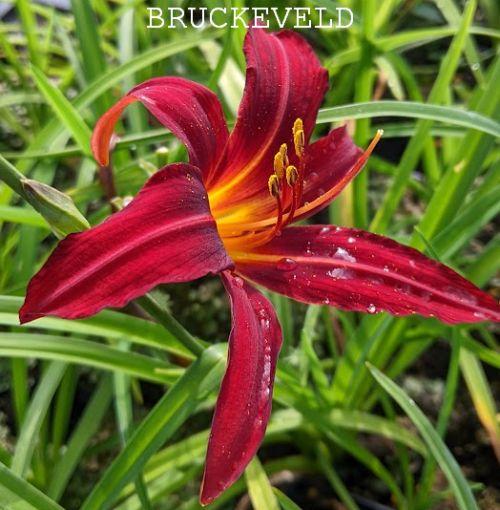 Hemerocallis 'Crimson Pirate'