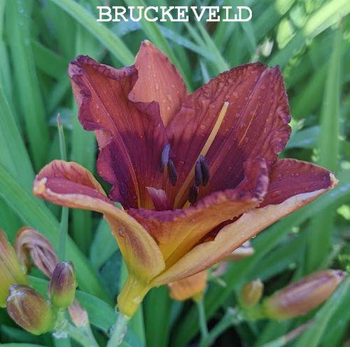 Hemerocallis 'Duke of Durham'