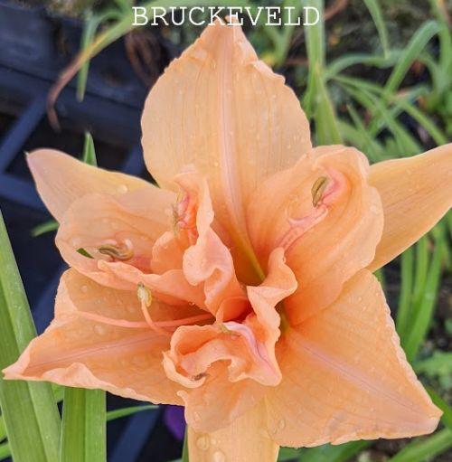 Hemerocallis fulva 'Flore Pleno'