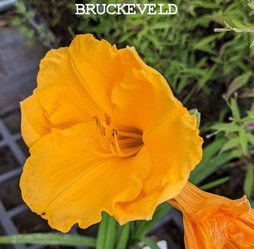 Hemerocallis 'Golden Nuggets'