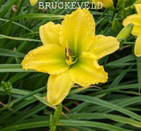 Hemerocallis 'Green Flutter'