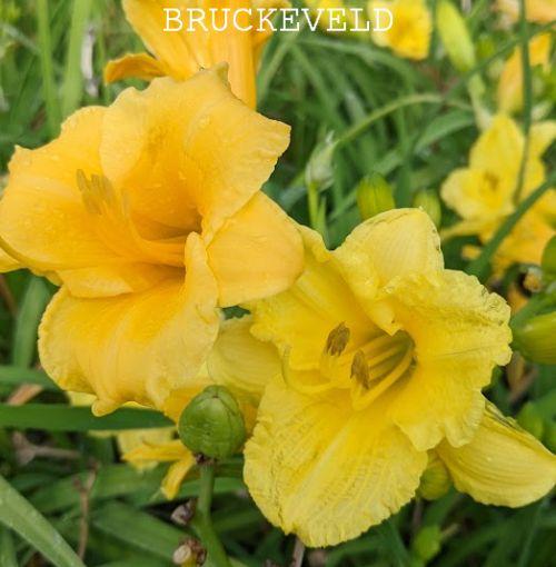 Hemerocallis 'Happy Returns'
