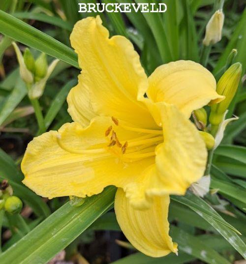 Hemerocallis 'Happy Returns'