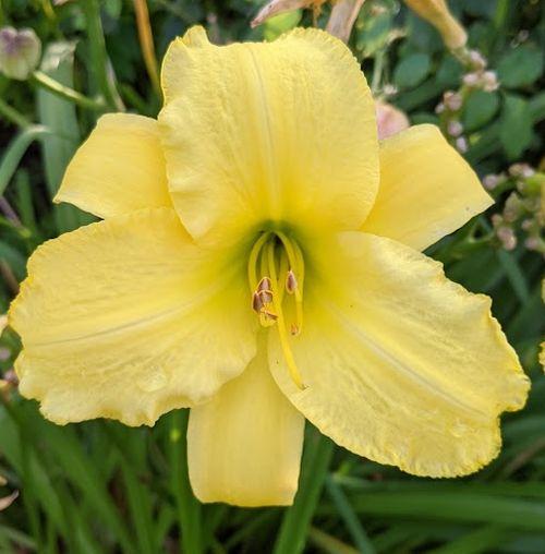Hemerocallis 'Lemon Mint'