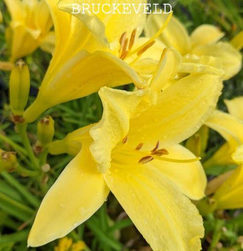 Hemerocallis 'Lemon Mint'