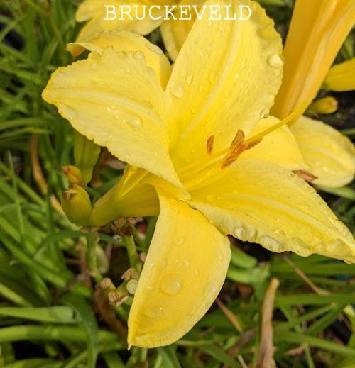 Hemerocallis 'Lemon Mint'