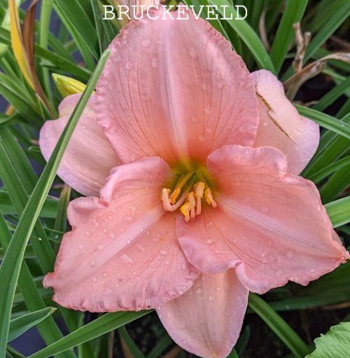 Hemerocallis 'On and On'