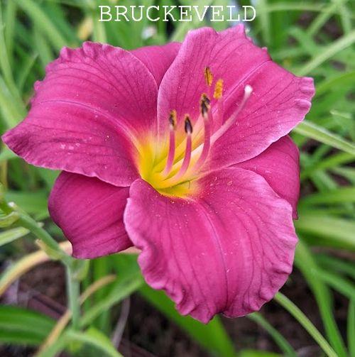 Hemerocallis 'Pardon Me'