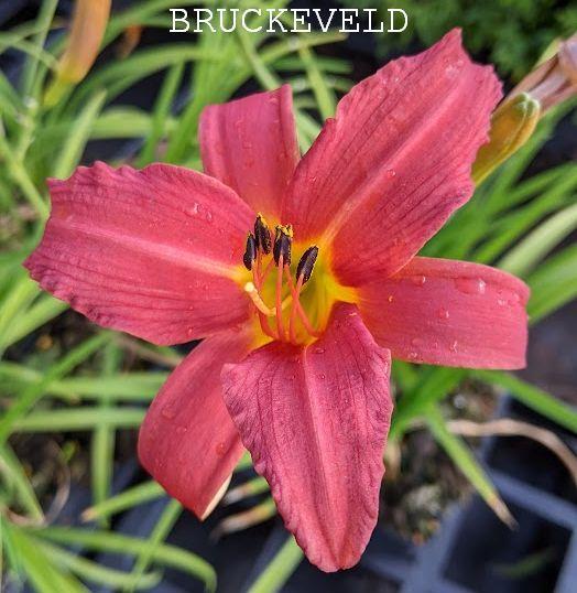 Hemerocallis 'Pink Damask'