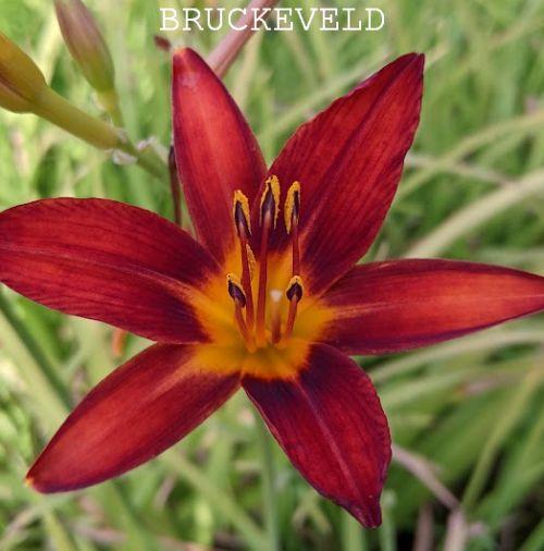 Hemerocallis 'Sammy Russell'