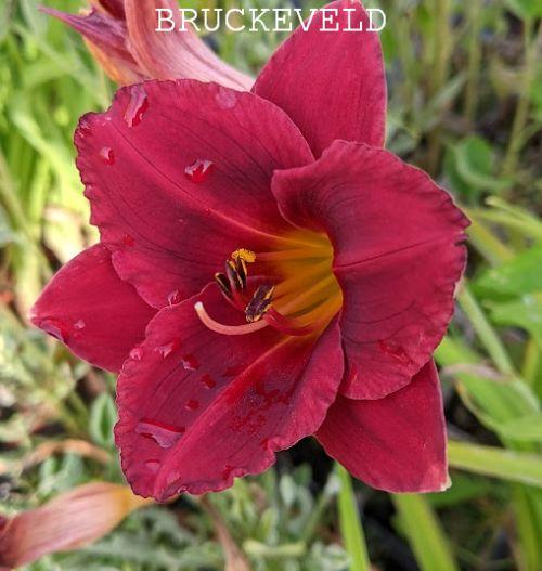 Hemerocallis 'Siloam Showgirl'