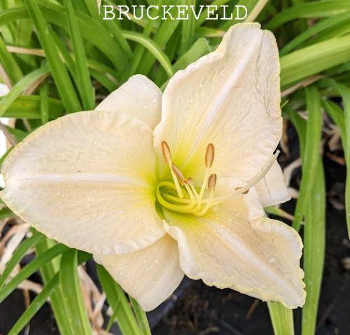 Hemerocallis 'Snowy Apparation'