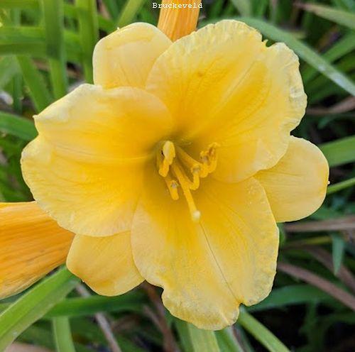 Hemerocallis 'Stella de Oro'